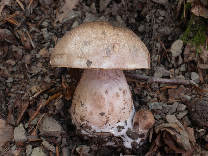 Cortinarius pachypus